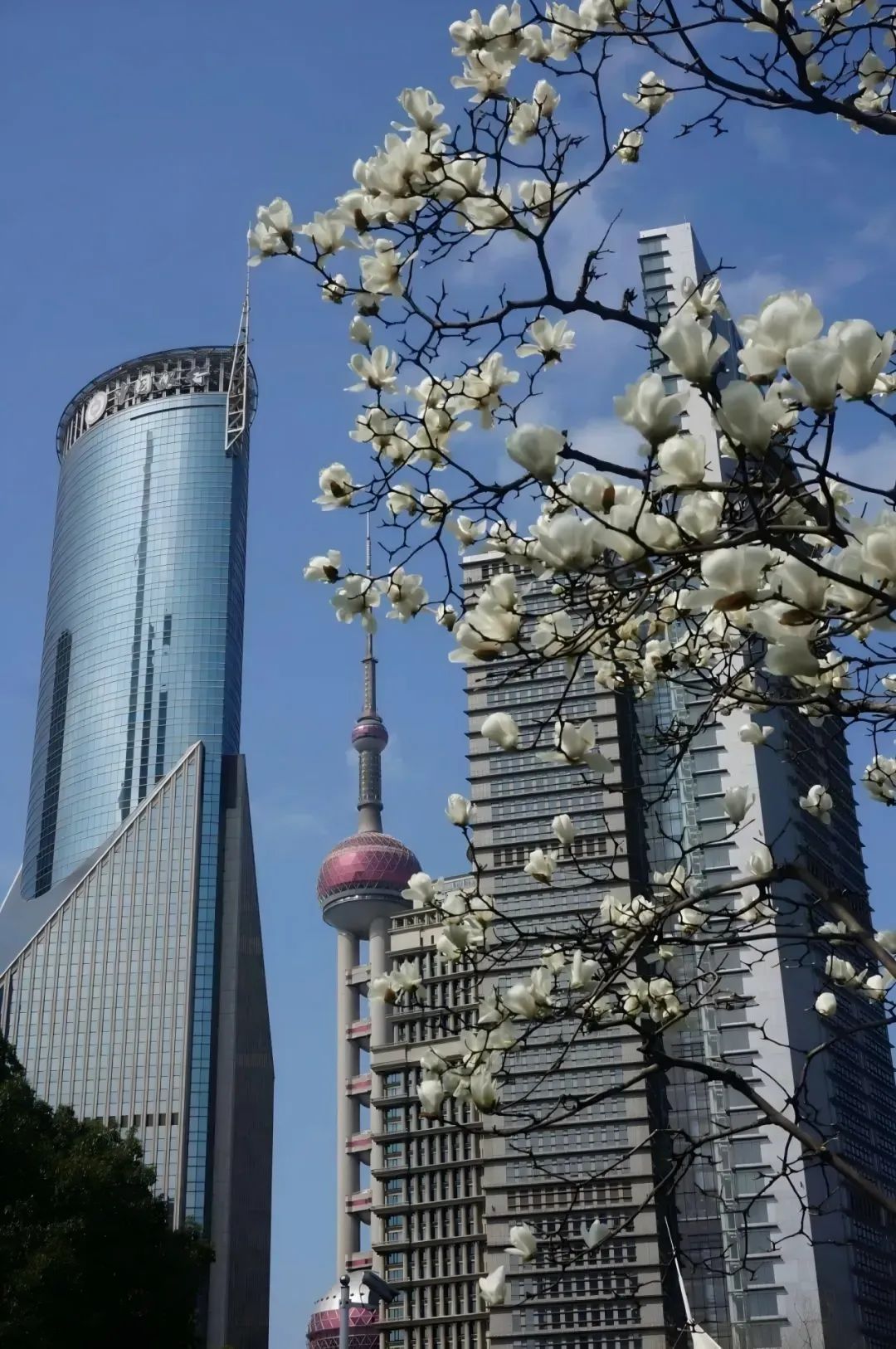王慧敏：市花白玉兰——“小而美”的城市软实力打开方式