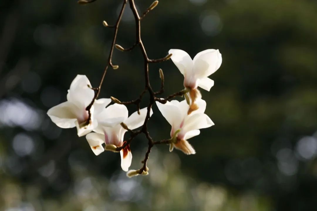 王慧敏：市花白玉兰——“小而美”的城市软实力打开方式